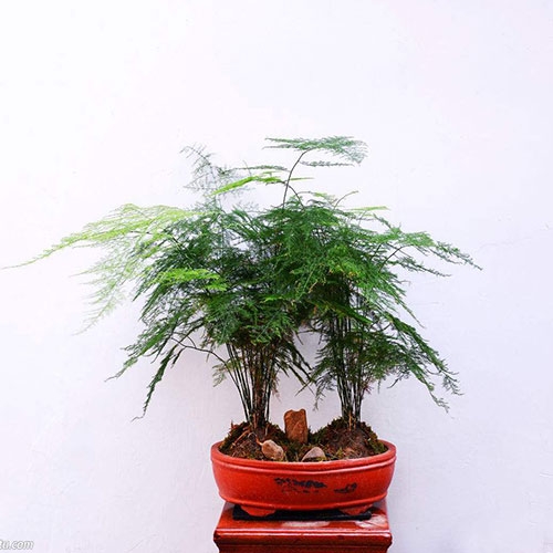 室內植物-文竹